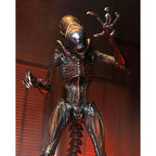 NECA Alien Romulus Ultimate Scorched Xenomorph 23 cm Action Figure – Alien, NECA, 23 cm, 2024, brand new collector item, Uncanny Collectibles Dublin Ireland
