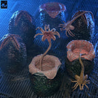 NECA Aliens 40th Anniversary Carton of Alien Eggs 6-Pack Accessory Set – Alien, NECA, -, brand new collector item, Uncanny Collectibles Dublin Ireland