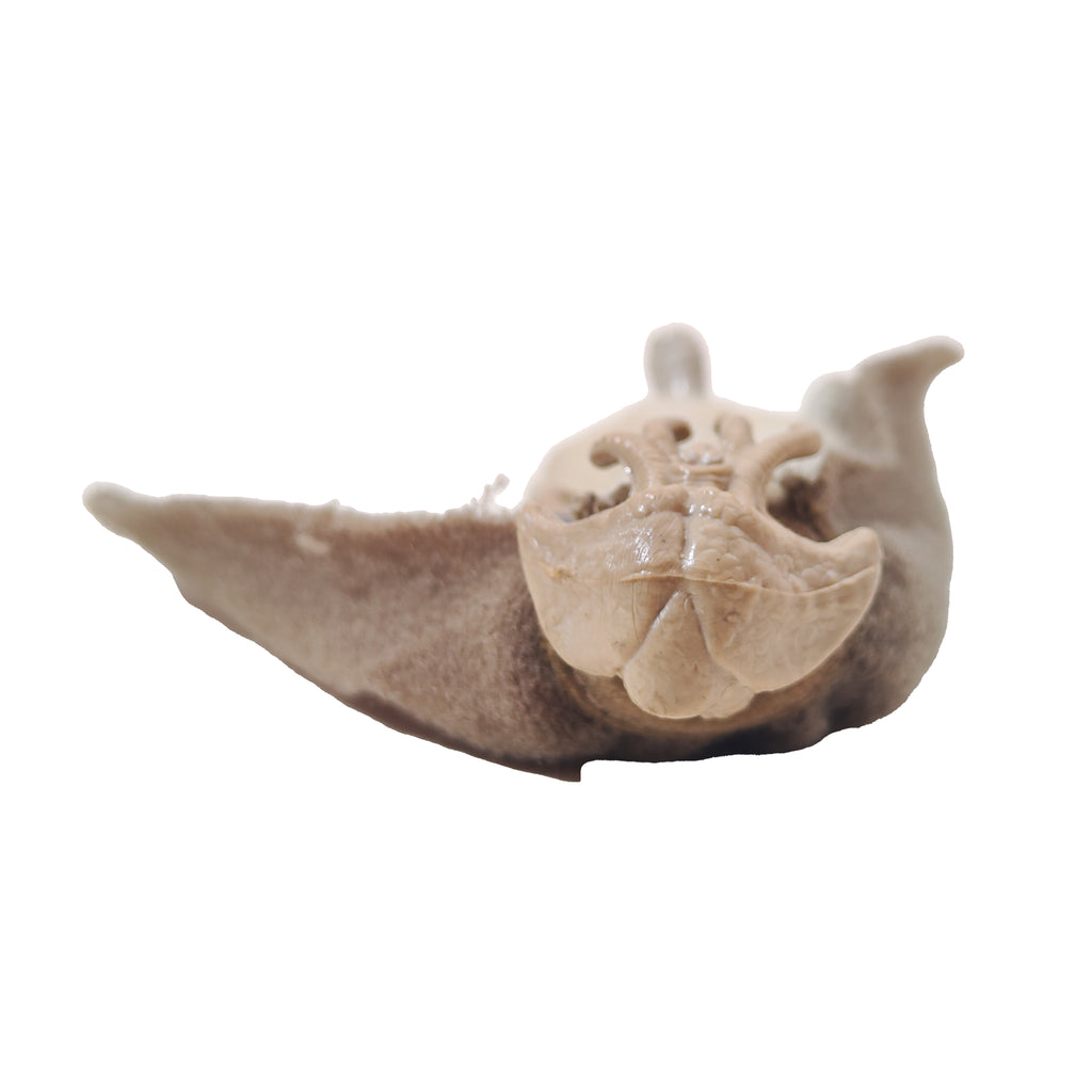 Star Wars ROTJ Squid Head 3.75 inch Kenner Cardback 1983