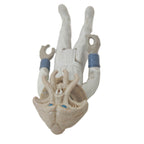Star Wars ROTJ Vintage Squid Head Action Figure Kenner 1983