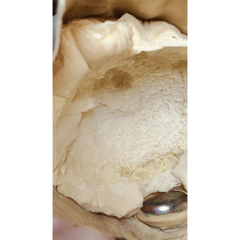 Star Wars The Phantom Menace Rune Haako Don Post Studios 1:1 Latex Mask - In Need Of Repair