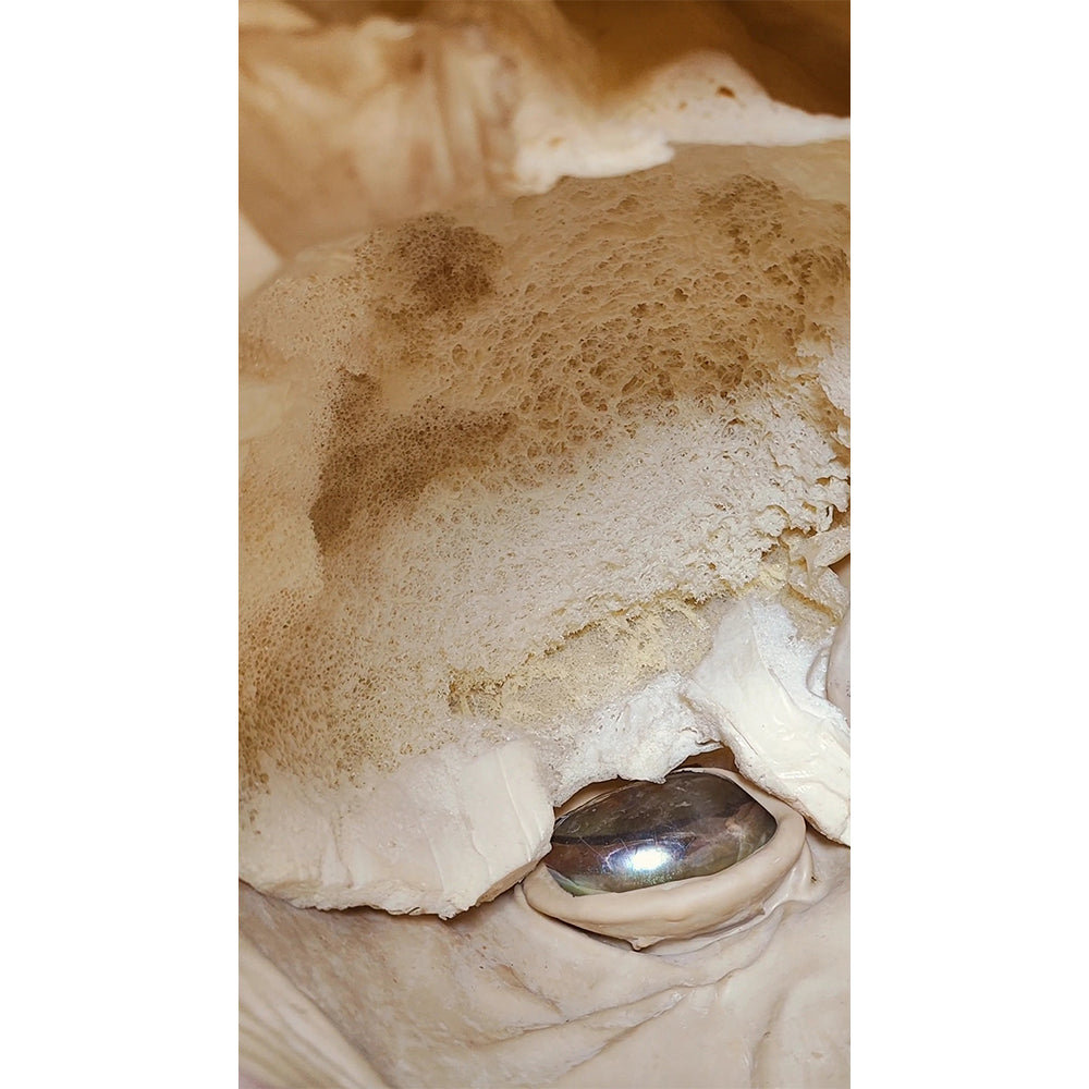 Star Wars The Phantom Menace Rune Haako Don Post Studios 1:1 Latex Mask - In Need Of Repair – Star Wars, Vintage Brands, -, 1999, pre-owned collector piece, Uncanny Collectibles Dublin Ireland